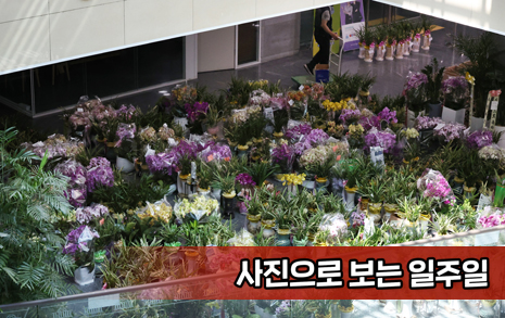 국회의원회관에 쏟아지는 꽃들, 이거 괜찮습니까?