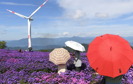 [거창] "꽃구경엔 양산이 필수" ... 감악산 별바람언덕