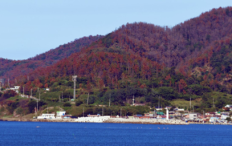 단풍철 아닌데 붉게 변한 산... 전국서 벌어지는 소름돋는 일