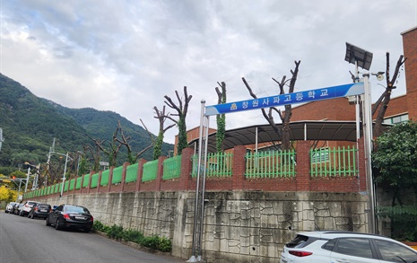 학교 교정 수십 그루, 잎 있는 가을에 '닭발나무' 만들어 논란