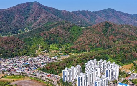 한국 기술로 소나무 살린 중국... 실패의 길로 가는 산림청