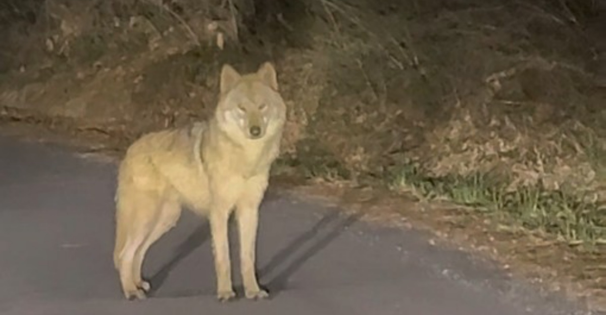 늑구 수색 관련 보도 이미지
