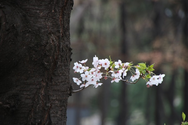 목동아파트의 봄 꽃길