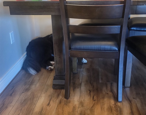 유럽 여행 간 아들네 강아지를 18일 맡아주고 깨달은 것