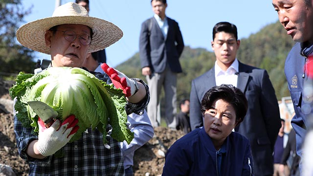 평창 배추 살펴보는 이재명 대표