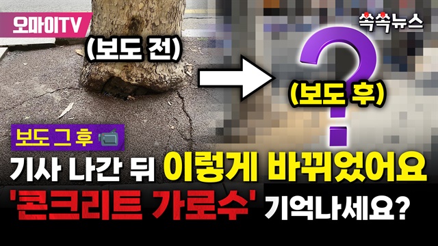 [쏙쏙뉴스] '콘크리트 가로수' 기억나세요? 기사 나간 뒤 이렇게 바뀌었어요