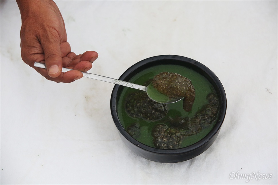  24일 오후 낙동강에서 구한 녹조와 큰빗이끼벌레로 MB를 위한 특별한 '국밥'을 만들었다.