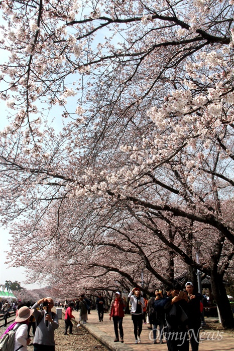 30일 오후 창원시 진해구 경화역 벚꽃.