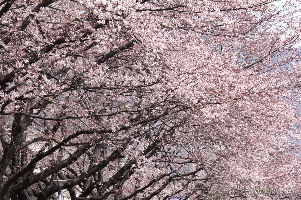  30일 오후 창원시 진해구 경화역 벚꽃.
