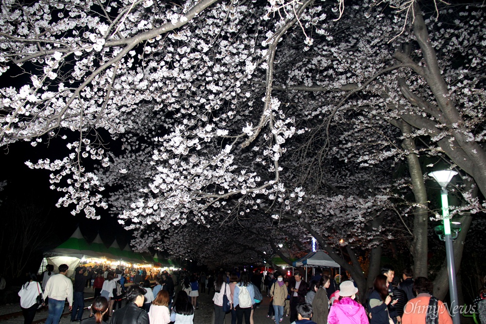  1일 밤 진해 경화역 벚꽃.