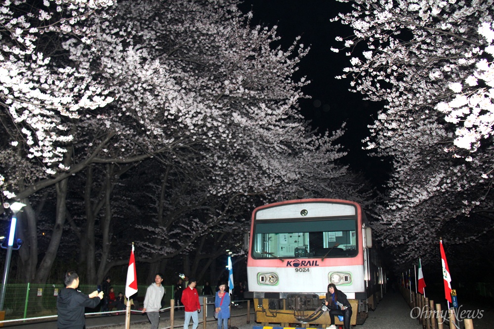  1일 밤 진해 경화역 벚꽃.