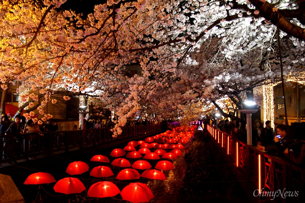 1일 밤 진해 여좌천 벚꽃.