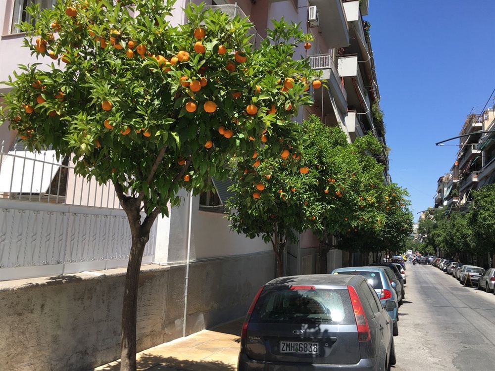  사진 11. 아테네 시내의 가로수는 대부분 오렌지 나무다.