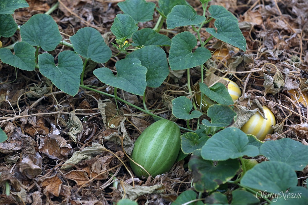 수줍게 눈짓하는 초록빛 참외 사드배치 부지로 결정된 경북 성주군 성주읍 성산리. 전국적으로 유명한 '성주 참외'가  이 마을에서 자라고 있다. 