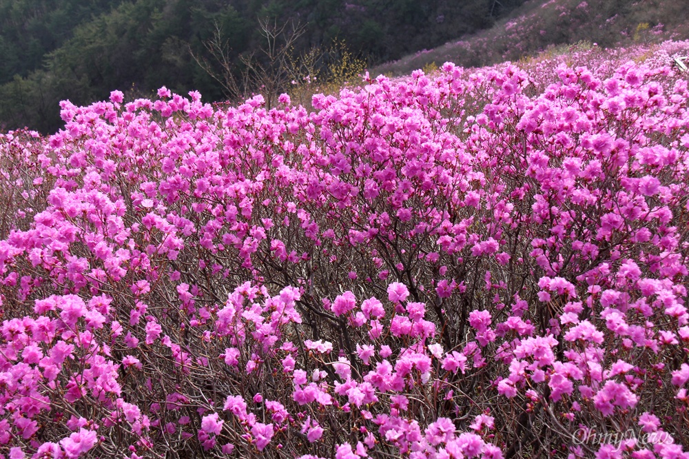  창원 천주산 진달래.