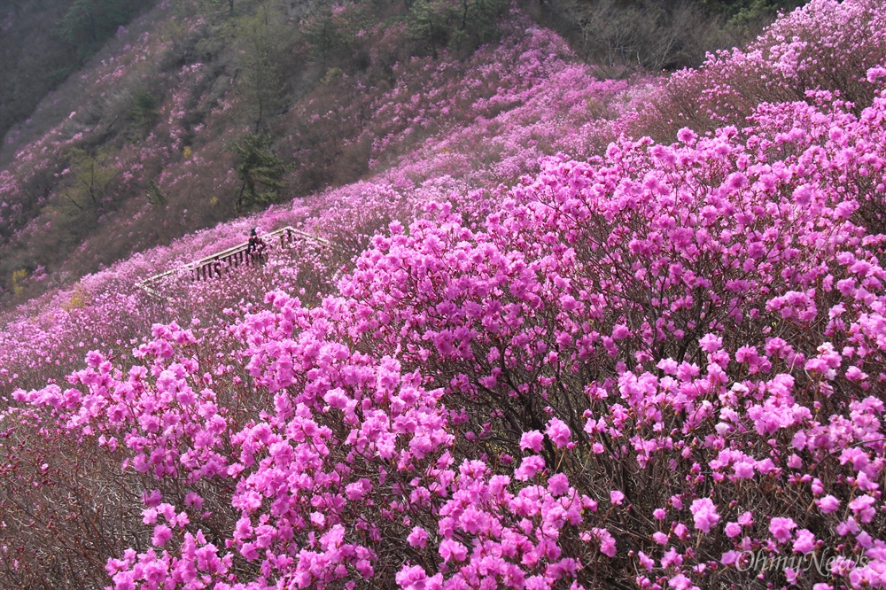  창원 천주산 진달래.