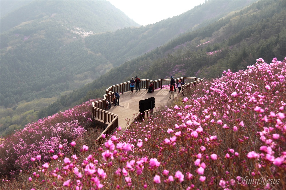  창원 천주산 진달래.