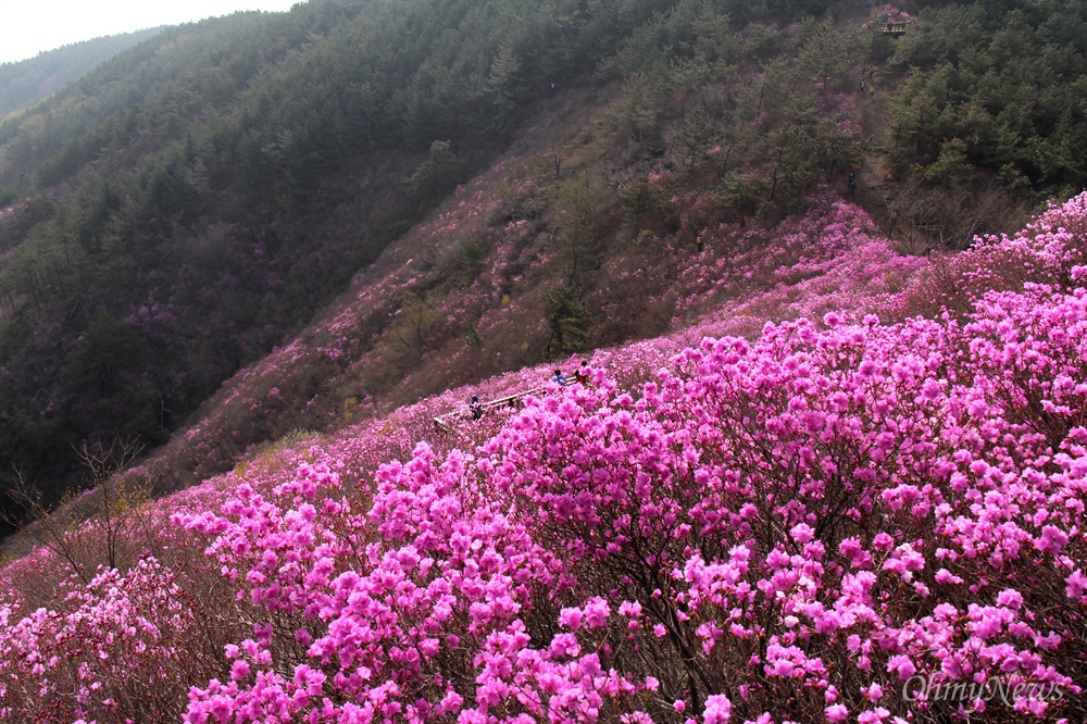  창원 천주산 진달래.