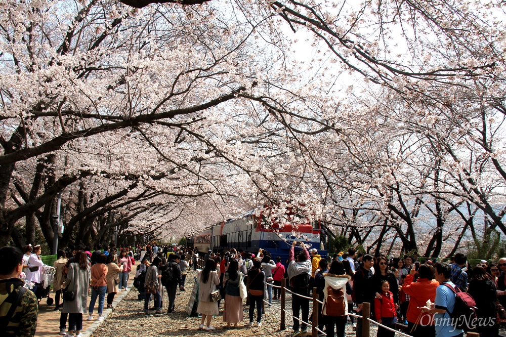  30일 진해 경화역 벚꽃.