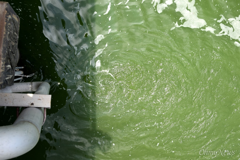  7월 29일 창녕함안보 하류에 있는 낙동강 창원 본포취수장에 녹조저감시설인 폭기장치가 물 속에서 가동되고 있다.
