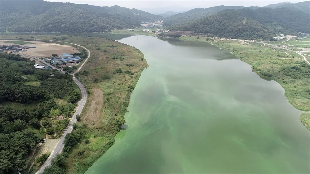  8월 13일 촬영한 낙동강 도동서원 부근의 녹조.