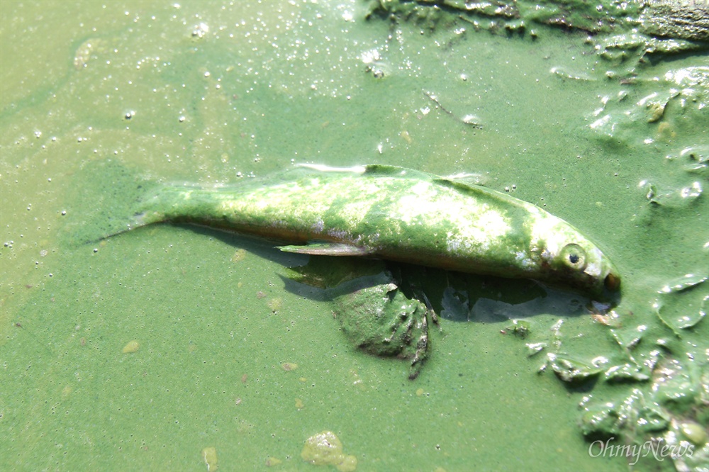  8월 19일 낙동강에 물고기가 녹조를 뒤집어 쓴 채 죽어 있다. 이 물고기는 주변 낙시꾼의 낚시로 잡혔다가 죽은 뒤 녹조를 뒤덮어 쓴 것으로 보인다.