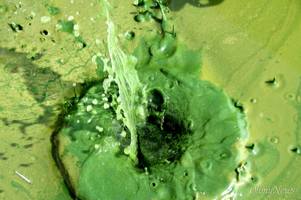  8월 19일 낙동강에 녹조가 심하게 발생했고, 돌을 던지자 녹색 물이 튀어 올랐다.