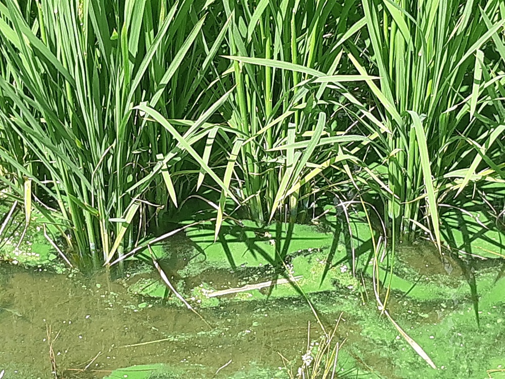  8월 22일 낙동강에 생긴 녹조 물이 창원지역 농수로를 따라 논에까지 퍼졌다.