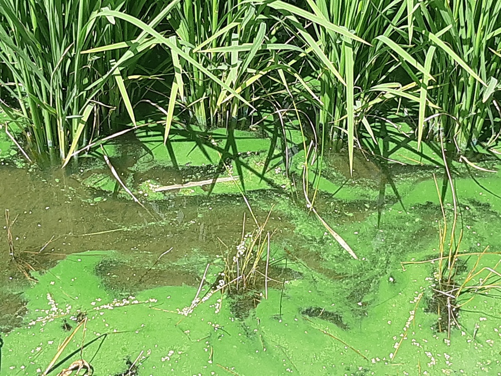 논으로 침투한 '녹조' 8월 22일 낙동강에 생긴 녹조 물이 창원지역 농수로를 따라 논에까지 퍼졌다.
