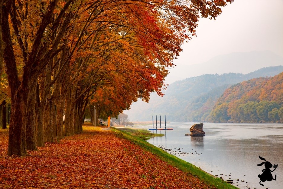 영동 송호관광지의 가을 오색찬란한 가을빛으로 물든 송호관광지와 금강.