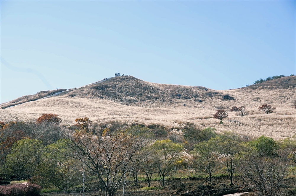  진입로로 들면서 바라본 산의 인상은 밋밋하고 평이해 보였다. 그러나 이 인상은 억새군락지로 들어서면 착각임을 깨닫는다.