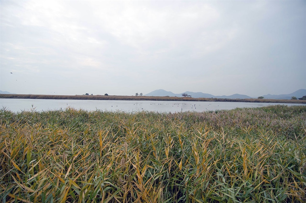  순천만의 해수역은 75㎢가 넘는데 5.4㎢(160만 평)의 빽빽한 갈대밭과 끝이 보이지 않는 22.6㎢(690만 평)의 광활한 갯벌로 이루어져 있다. 