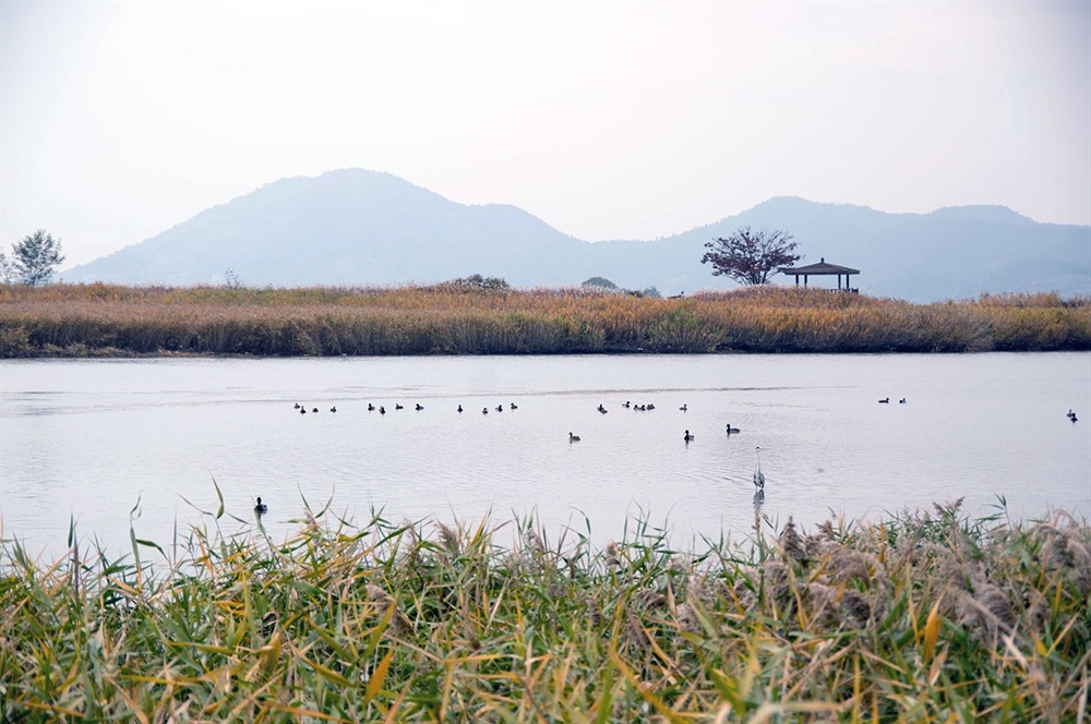  순천 도심을 가로질러 온 동천은 민물과 바닷물이 만나는 수역인 기수(汽水)지역이다. 동천에 물새떼들이 노놀고 있다. 