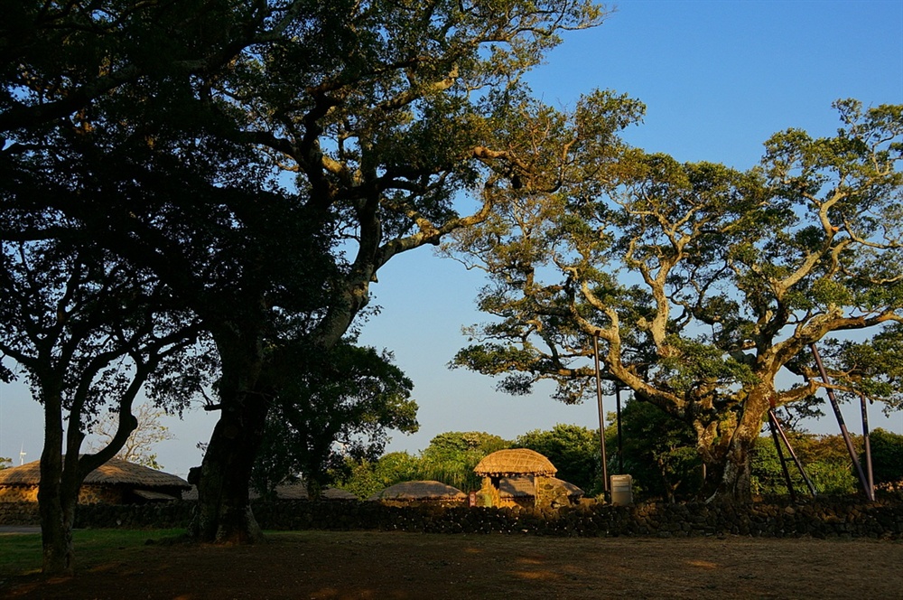 성읍마을 팽나무와 초가  마을 안에는 600년 묵은 팽나무를 비롯하여 여러 팽나무가 자라고 있다. 곁에 둔 1000년 산 느티나무와 어울려 마을의 깊이를 더한다.