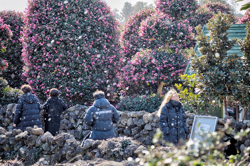 위미리 동백식물원 ‘인생샷’의 성지, 위미 동백군락지다. 지금은 동백식물원으로 불린다.
