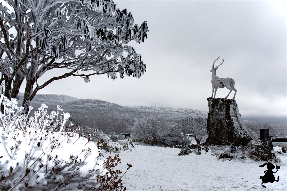 1100고지의 사슴동상  한라산을 상징하는 하얀 사슴인 '백록'은 1100살(?). 그럼1100고지는 백록이 살던 곳인가.
