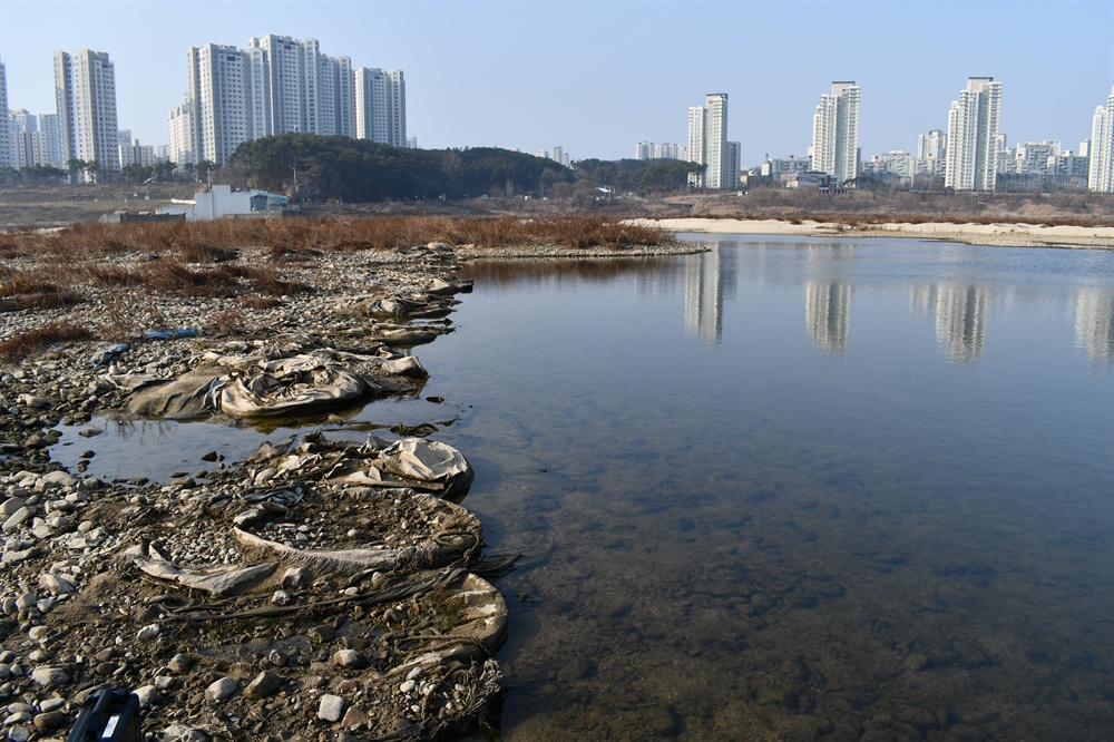  세종보 상류 7~80m 지점에 새롭게 생겨난 웅덩이 주변으로 4대강 공사 당시 철거되지 않았던 자재들이 보이고 있다.