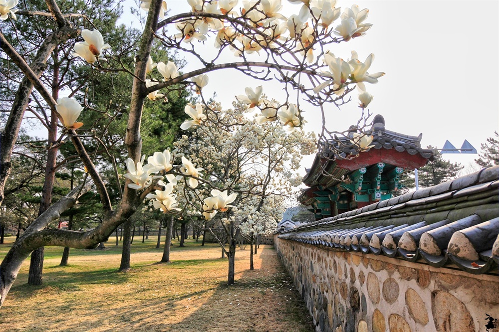 하얀 꽃구름 앉은 오릉 경주 오릉에 핀 백목련은 화려하지 않지만 숭덕전 기와와 잘 어우러진다.