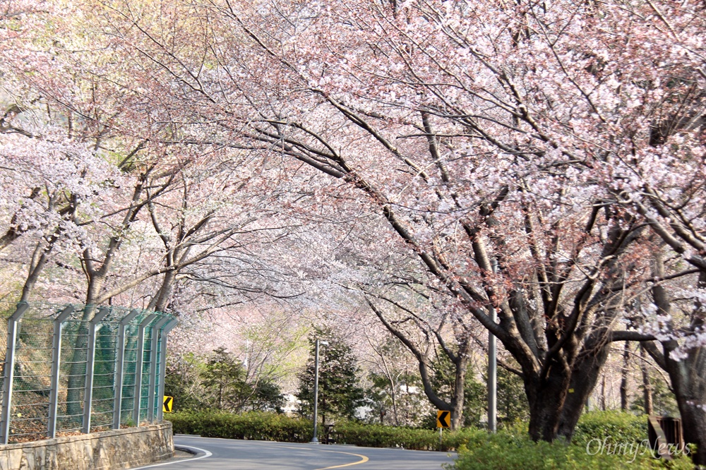  창원진해 안민고개 벚꽃.
