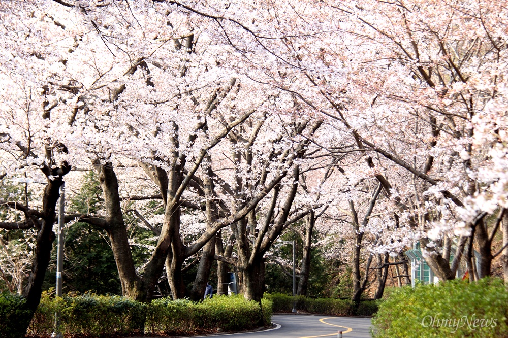  창원진해 안민고개 벚꽃.