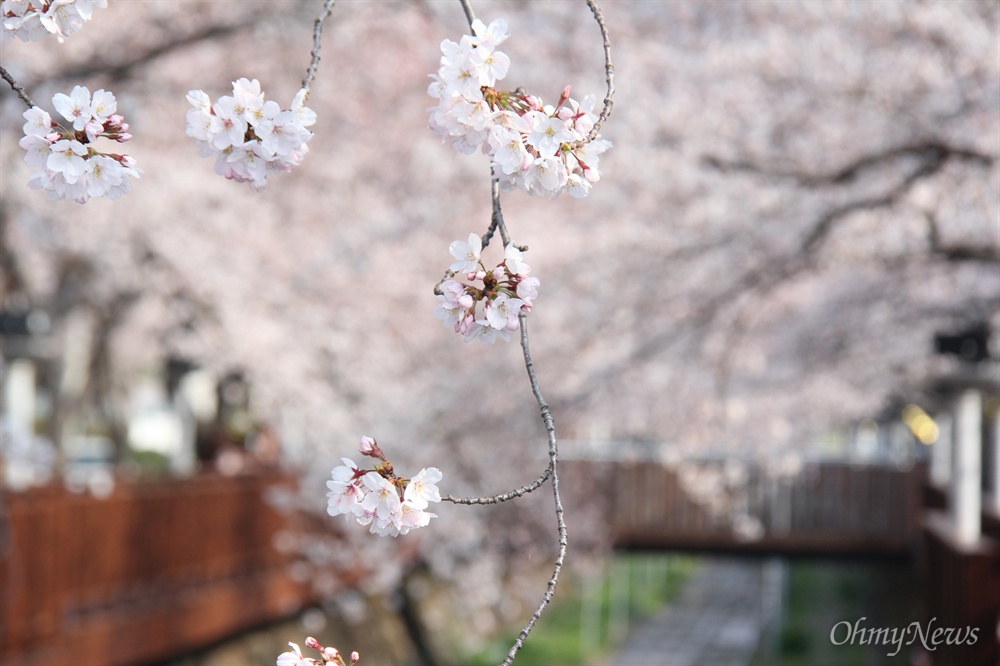  창원진해 여좌천 로망스다리의 벚꽃.