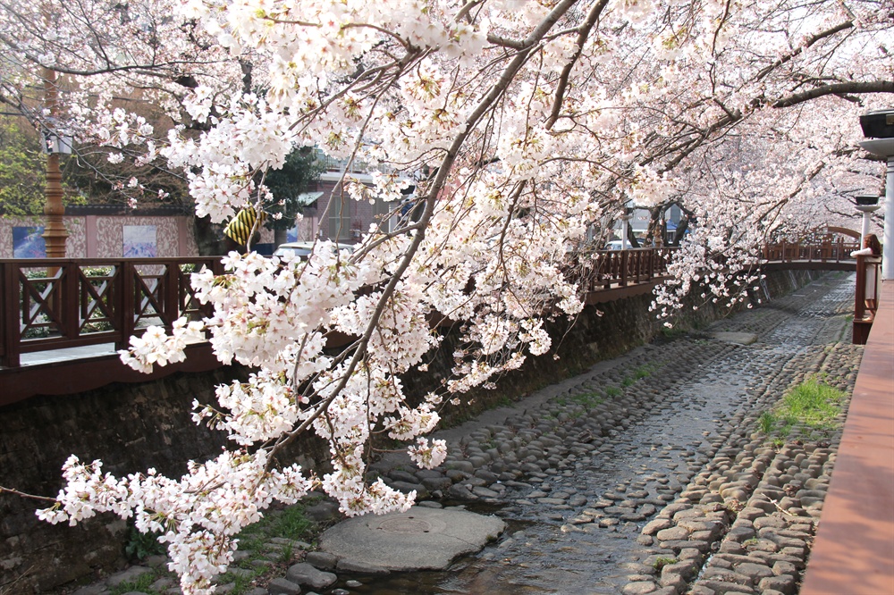  창원진해 여좌천 로망스다리의 벚꽃.