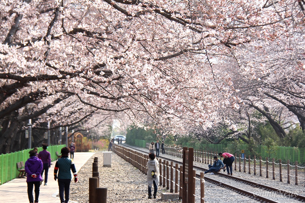  창원진해 경화역 공원의 벚꽃.