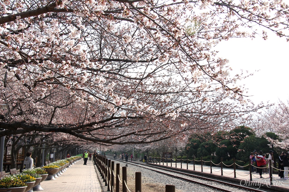  창원진해 경화역 공원의 벚꽃.