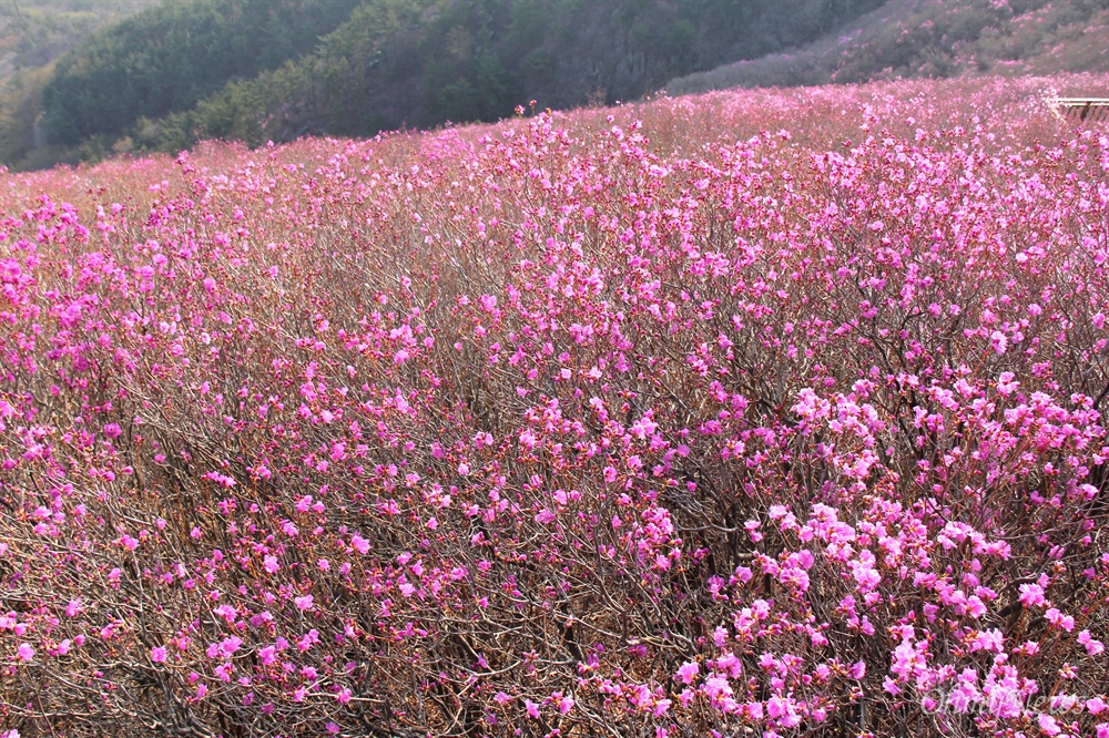  창원 천주산 진달래꽃.