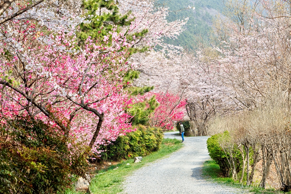  벚꽃 길을 따라 걷는 진해드림로드. 살굿빛 물든 임도길은 울긋불긋 꽃대궐을 이루고 있다.