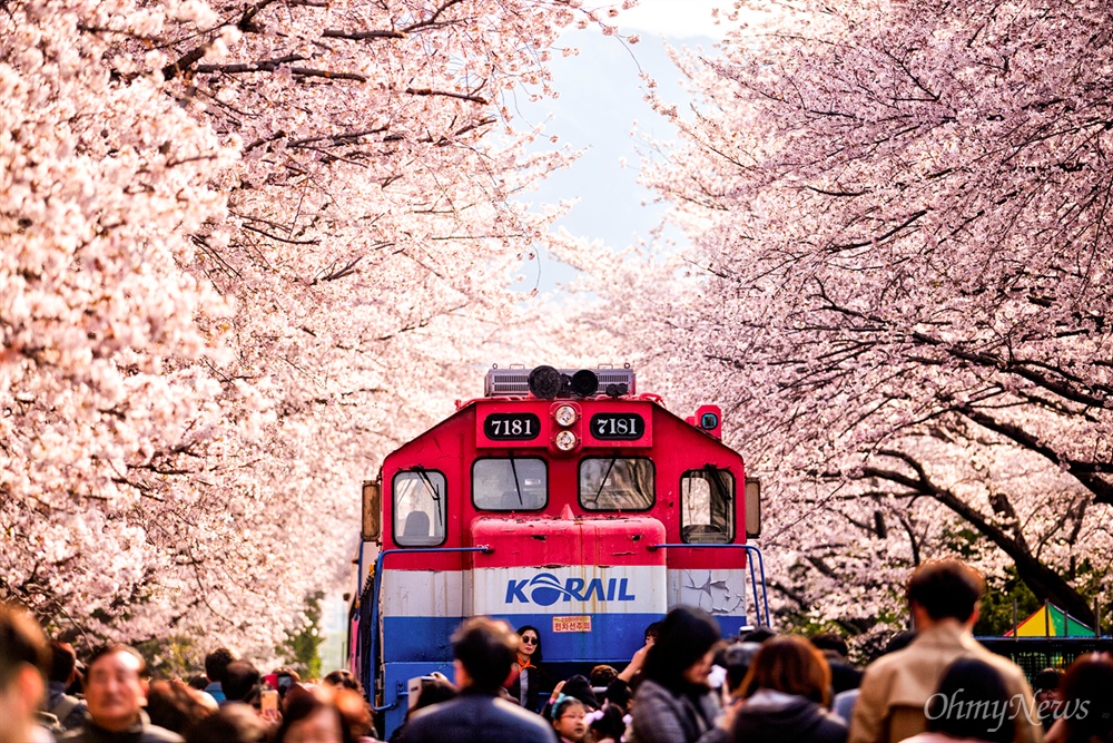  꽃 소식을 실은 열차가 멈춘 경화역. 수를 헤아릴 수 없는 벚꽃이 은하수 터널을 만들고 그 사이로 기차가 멈춰 있다. 한때 경화역을 달려던 기차가 2015년 2월 1일부터 운행이 중단된 상태다. 아쉽게도 더 이상 달리는 기차를 찍을 수 없다.