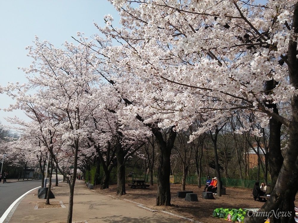  인천대공원은 수령 40년 이상의 대형 왕벚나무 800여 그루가 웅장한 자태를 자랑한다. 약 1.2km에 걸쳐 줄지어 선 벚꽃 길의 모습은 그 자체로도 아름답지만, 벚꽃이 봄바람에 살랑이며 떨어지는 꽃비는 그야말로 장관이다.