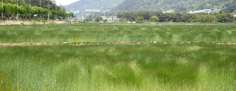  거창군 마리면의 호밀밭.