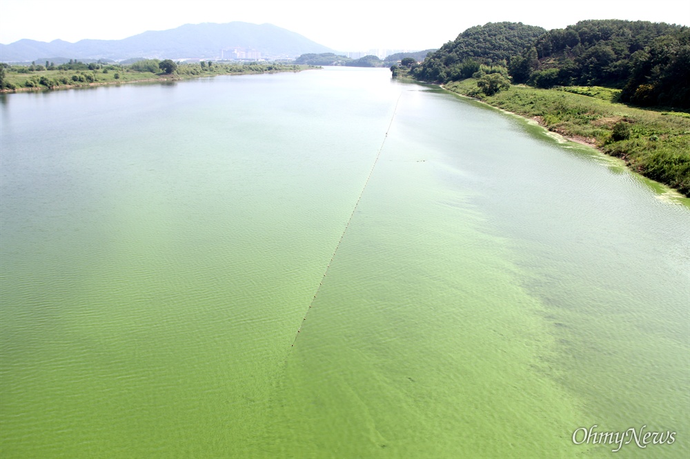  7월 6일 낙동강 합천창녕보 상류에 있는 경북 고령 우곡교 쪽에 발생한 녹조.